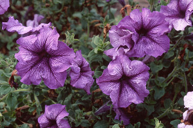 Petunia ‘Daddy Blue’ flowers 1 of 1